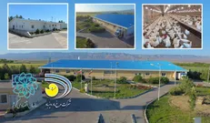 احیای مرغ آرین و ورود مجدد این سویه بومی در بازار به همت سازمان اقتصادی کوثر