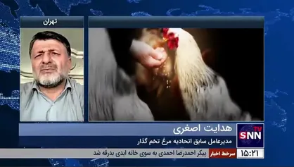 اصغری: در تامین نهاده طیور مشکل داریم/ لزوم تعریف قیمت مصرف کننده و تولید کننده مرغ توسط دولت