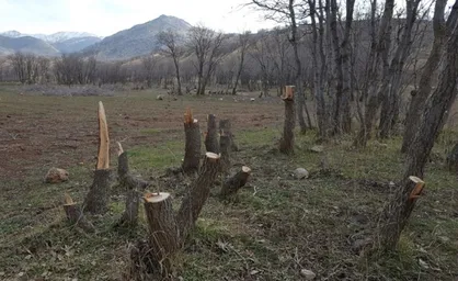 هزاران درخت بلوط به بهانه احداث جاده یاسوج به سی&zwnj;سخت ریشه&zwnj;کن شدند / حال ریه&zwnj;های ایران خوب نیست