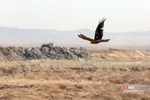 رهاسازی ۹ قطعه پرنده شکاری و آبزی در تالاب بهشت معصومه