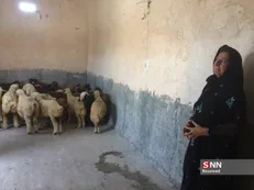 ۳۲۶ فرصت شغلی برای زنان سرپرست خانوار مناطق زلزله‌زده کرمانشاه