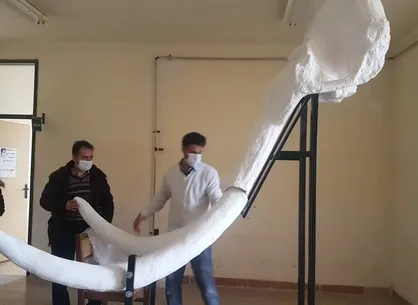 نصب فسیل ماموت دو میلیون ساله در موزه اردبیل