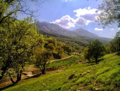 سند مدیریت پایدار جنگل‌های زاگرس نهایی شد