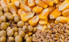 افزایش ۱۶ دلاری قیمت خوراک دام در یک روز