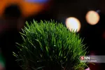 ماهی قرمز و سبزه شب عید