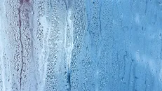 الهام از سوسک هرکول برای ساخت نانوحسگر رطوبت