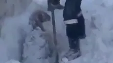 برف یک متری در شهرستان رابر کرمان و گرفتار شدن گوسفندان