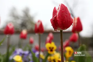 هوای بارانی تهران