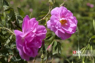 گل محمدی