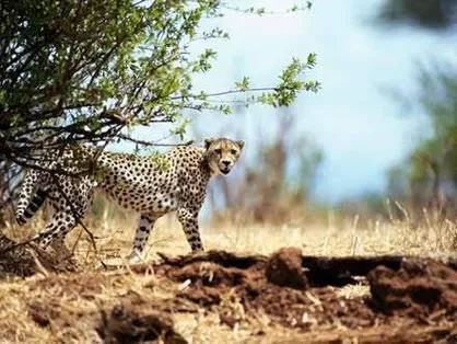 نشانه&zwnj;های حیات پلنگ ایرانی در پناهگاه کویر مرکزی