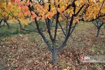 fall