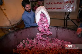 برداشت گل و گلاب‌گیری در باغ‌های موقوفه آستان مقدس حضرت فاطمه معصومه‎ (س)
