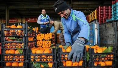 ذخیره‌سازی ۲۵۰ تن میوه شب عید در کهگیلویه و بویراحمد