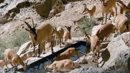 ورود دام به پارک ملی بمو ممنوع شد