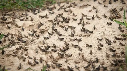 نیرو&zwnj;های جهادی برای نابودی ملخ&zwnj;ها مزارع کرمان را سم&zwnj;پاشی کردند + فیلم