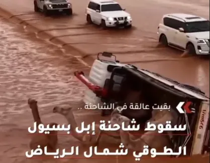 واژگونی کامیون حامل شتر&zwnj;ها در سیل شمال ریاض + فیلم