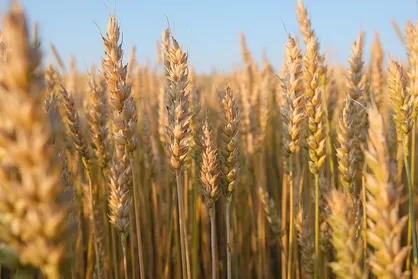 نرخ مصوب گندم صنف و صنعت ۵۳ هزار تومان تعیین شد