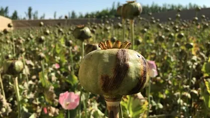 صادرات تریاک در صندوق&zwnj;های ۱،۲ شاهمنی و ماجرای یک قحطی ۲ ساله