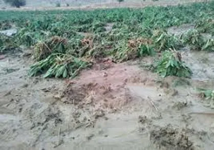 ۹۷۰ میلیارد تومان کمک بلاعوض به خسارت&zwnj;دیدگان کشاورزی آماده پرداخت است