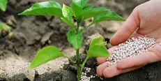 افزایش معنادار مصرف کودهای فسفاته و پتاسه در سال جاری در کشور