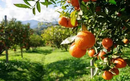 باغداران مازندران نگران یخ&zwnj;زدگی محصول مرکبات نباشند
