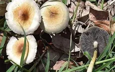 مسمومیت با قارچ سمی و چگونگی درمان آن
