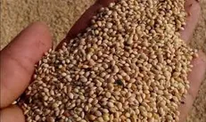 خراب شدن ۱۸۹ هزار یورو خوراک طیور با اهمال وزارت جهاد و بانک مرکزی + ‌سند