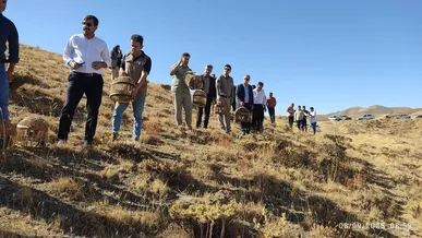 بازگشت ۸۵ کبک وحشی به طبیعت سقز