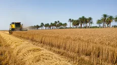 خرید ۲۰ هزار تن گندم در زنجان از ۲۵ خرداد تا ۱۶ تیر