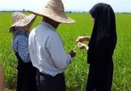 آغاز کشت قراردادی برای نخستین بار در کشور