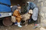 واکسن ذام