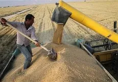 خطر بازگشت به واردات گندم