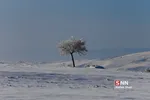 برف1