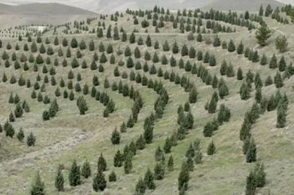 تداوم درختکاری تا پایان اسفند در گچساران/۲۵۰۵ هکتار جنگل دست&zwnj;کاشت ایجاد شد