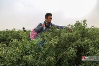  برداشت گل محمدی در قم 