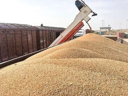 رشد ۴۱ درصدی واردات گندم نسبت به پارسال