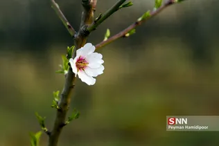 شکوفه های بهاری