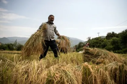 کشاورزان روستای "کلات دشمن&zwnj;زیاری" کهگیلویه موفق به برداشت برنج شدند