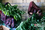 کرم ابریشم