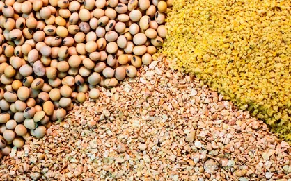 قاچاق خوراک دام از کشور از مجاری قانونی +سند