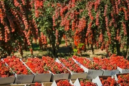 مریض&zwnj;حالی زرشک خراسان جنوبی در سایه بی&zwnj;اعتنایی مسئولان / چرا وجود تعاونی&zwnj;های قدرتمند برای زرشک اهمیت دارد؟