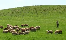 سهم ۲.۳ درصدی کردستان از کل دام سبک کشور
