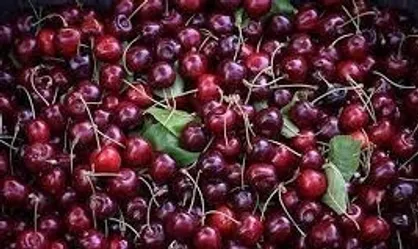 آلبالو در میادین و بازار&zwnj;های میوه و تره بار ۴۰ هزار تومان عرضه می&zwnj;شود