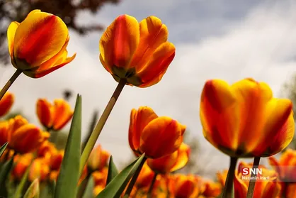 نهمین جشنواره&zwnj;ی لاله&zwnj;ها در کرج