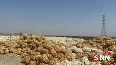 پیازکاران جنوب کرمان مرحله سوم مطالبات خود را دریافت می‌کنند