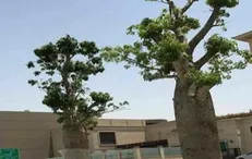 خرید گسترده خانه‌ها و مزارع سقطری توسط اماراتی‌ها