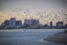 آنفلوآنزای پرندگان در دریاچه خلیج فارس تهران مشاهده شده/ مردم با پرندگان تماس نداشته باشند