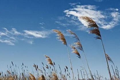 وضعیت هوای گیلان در ۱۳ فروردین؛ احتمال وقوع حریق در جنگل&zwnj;ها