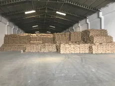 طالبان حقوق کارمندان و کارگران را با گندم می‌دهد