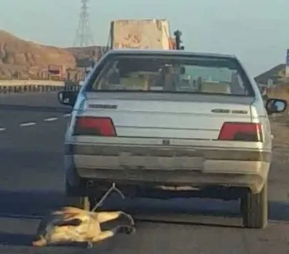 متهم حیوان آزار در زنجان بازداشت شد